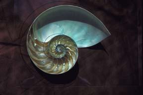 288_nautilus_shell